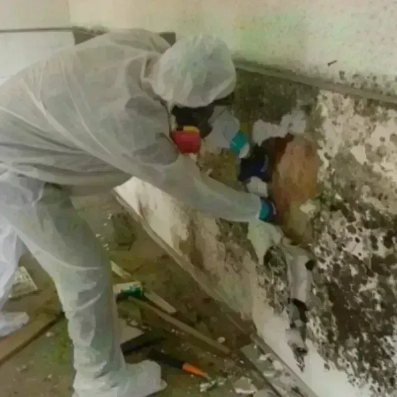 Mold Remediation and Removal in Park City, TN